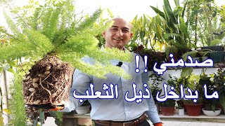 صدمني ما بداخل نبتة ذيل الثعلب Surprise in Foxtail Plant [upl. by Gardener]