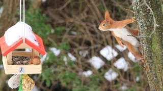 Eichhörnchen kommt nicht an die Nuss [upl. by Ellatnahc]