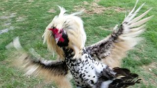 Rooster Attack in Super Slow Motion [upl. by Etteiram]