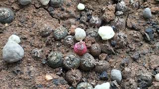 Applying Fertilizer to my lophophora williamisii seedlings [upl. by Hplar]