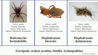 Artrópode ordem aranha família Actinopodidae idiosoma loxosceles japonica mexicana alpina nigrum [upl. by Atenaz]