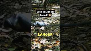 Extinct Animal Caught on Camera [upl. by Eatnom]