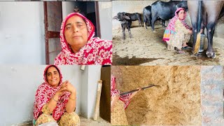 ਆਪਣਾ ਤਾਂ ਇਹ ਹੈ ਸ਼ਾਹੀ ਪਨੀਰ 😊 life of Punjab Dullat Family vlogs [upl. by Haet201]