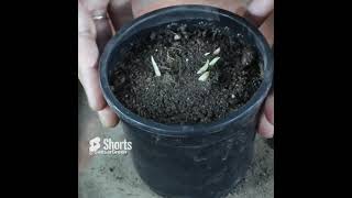 Caladium Planting Bulbs चंदन कच्चू की रंग बिरंगी दुनियाँ shortsvideo shorts [upl. by Wagner666]