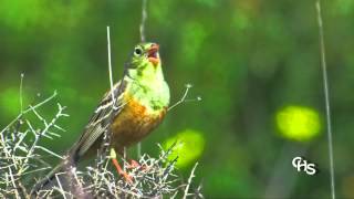 Bruant ortolan Emberiza hortulana passé sur Canal en mai 2012 [upl. by Devondra2]