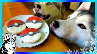 DIY POKEBALL DOG TREATS  Snow Dogs Snacks 59  DIY Dog Treats [upl. by Ecienaj]