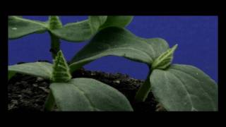 Cucumber Plant Time Lapse HD [upl. by Bacon]