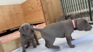 Paulas Weimaraner Puppys 2020  24 days old [upl. by Ocer]