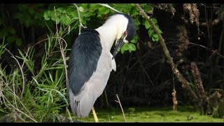 Black Crowned Night Heron [upl. by Ibby]