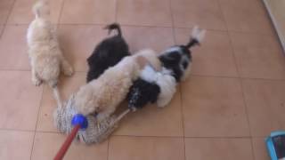 Cachorros de caniche toy jugando DIVERTIDO [upl. by Nuahsar]