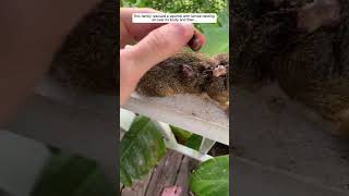 This woman rescued a squirrel with larvae nesting all over its body squirrel babysquirrels short [upl. by Jehiel]