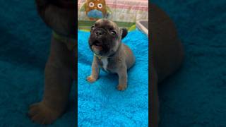 Puppy Crying is The Cutest Alarm Sound You’ll Ever Hear dogs puppy puppycrying cute cuteanimals [upl. by Eetse287]