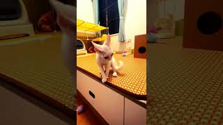 Cutest Cat Breed catlovers catbreed kitties lastwitchhunters [upl. by Atteiram]