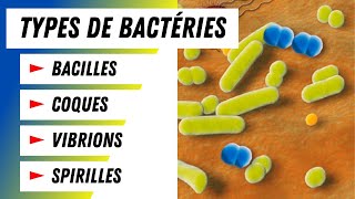 Tout savoir sur les bactéries Types et classes de coques expliqués [upl. by Tut]