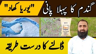 The Best method of Urea application in Wheat at first irrigation  Bilal Kanju Official [upl. by Artemisia]