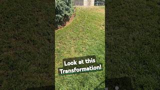 How Overseeding Can Transform Your Lawn RESULTS [upl. by Uthrop]