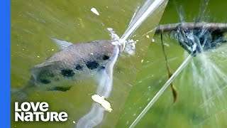 How The Archerfish Guns Down Spiders With Spit [upl. by Aisac]