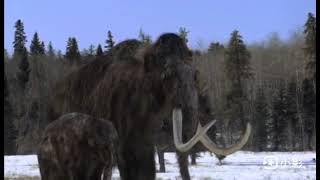 walking with beasts mammoth journey megaloceros hunt score with scene [upl. by Rutherfurd324]