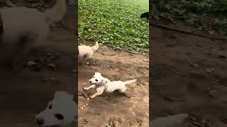 Cute dogs running on the field labrador dogslife funnydogs doglife shorts [upl. by Sim229]