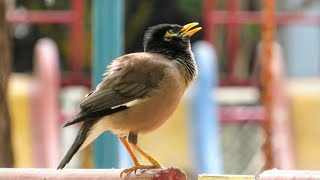 The Mystical Myna Bird of India [upl. by Anined]