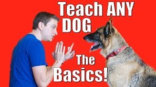 Dog Training 101 How to Train ANY DOG the Basics [upl. by Allicserp]