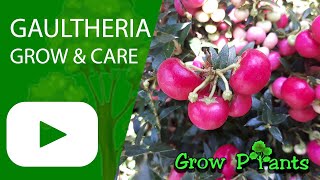 Gaultheria  grow amp care Wintergreen [upl. by Bolen936]