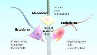 What is a pluripotent stem cell [upl. by Sikko]