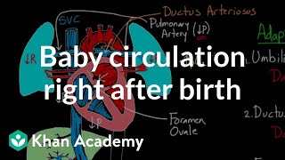 Baby circulation right after birth  Circulatory system physiology  NCLEXRN  Khan Academy [upl. by Ruvolo]