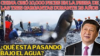 ¿28 Años De Protección Pueden Convertir Peces En GigantesIncreíble Historia Del Embalse 3 Gargantas [upl. by Noorah171]