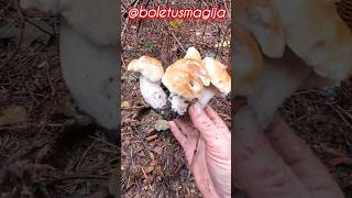 Forest magic Boletus edulis season 24 shorts new nature trending foryou viralshort wood [upl. by Dennard527]