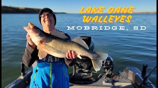 BIG Lake Oahe Walleyes from South Dakota  Mobridge SD [upl. by Eneryc]