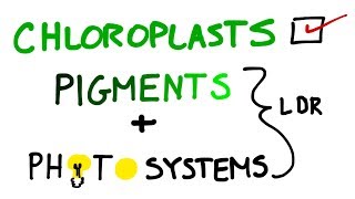 Chloroplasts Pigments And Photosystems in Photosynthesis [upl. by Romain]