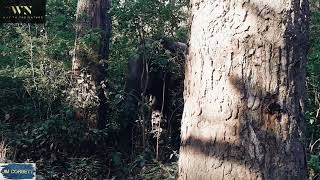 Tusker at Jim Corbett [upl. by Ailsa]