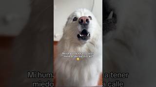 Si soy miedoso 🙈 dogshorts memes memesdaily memesvideo dogs perritos [upl. by Murrell]