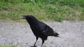 Raven  bird call  Learn The Sound A Raven Makes  Raven Sounds and Pictures [upl. by Nico]