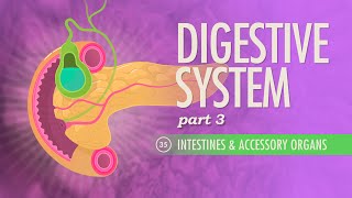 Digestive System Part 3 Crash Course Anatomy amp Physiology 35 [upl. by Nagiam]