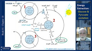 Glycolysis amp Pyruvate Oxidation 02 Functions Regulation amp Disorders [upl. by Eserehc]