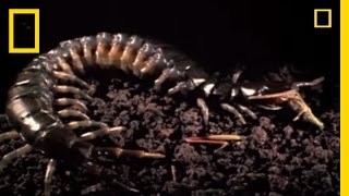 Snake vs Centipede  National Geographic [upl. by Saphra]