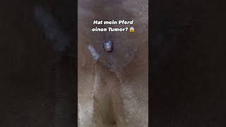 Hat mein Pferd einen Tumor [upl. by At]