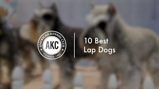 10 Popular Lap Dogs [upl. by Nissie]