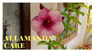 All about Allamanda and its care  Get more blooms in Allamanda or Yellow Bell [upl. by Anairad34]