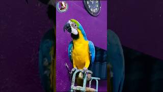 Macaw Talking blue and gold macaw🦜parrot talkingparrot petshome98 [upl. by Waxman359]