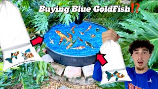 Buying Blue GoldFish for Tropical Pond [upl. by Hgeilhsa380]