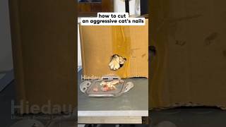 How to cut an agresive cats nails cats pets animals animalshorts [upl. by Novek50]