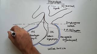 Endokrine Organe Hypothalamus Hypophyse Schilddrüse amp Co [upl. by Irisa]