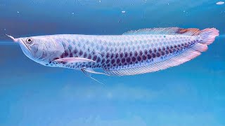 Super Rare Arowana Fish in The World  Most Beautiful Arowana [upl. by Trbor547]