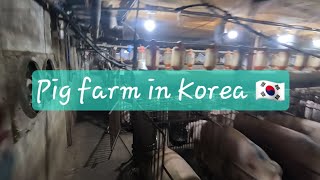 Pig  pig farm in Korea 🇰🇷 [upl. by Maddalena]