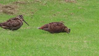 Woodcock pair [upl. by Zeni]