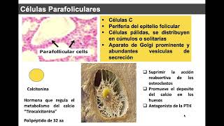 Histología de la Glándula Tiroides [upl. by Aniweta]