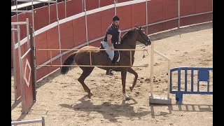 Yincana pone a prueba a jinetes y caballos en Guadalix de la Sierra [upl. by Aisyat]